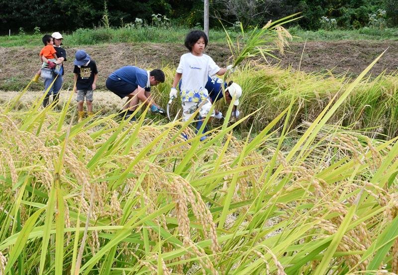 たわわに実った稲を収穫する参加者＝１６日、多古町
