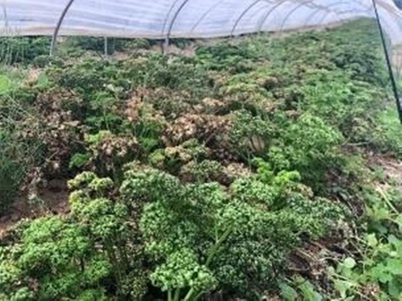 千葉県内で発生したパセリ葉先枯病（県農林総合研究センター提供）
