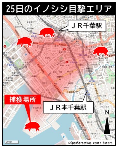千葉市中心部にイノシシ　千葉駅などで目撃情報相次ぐ　約９時間後に捕獲、けが人も