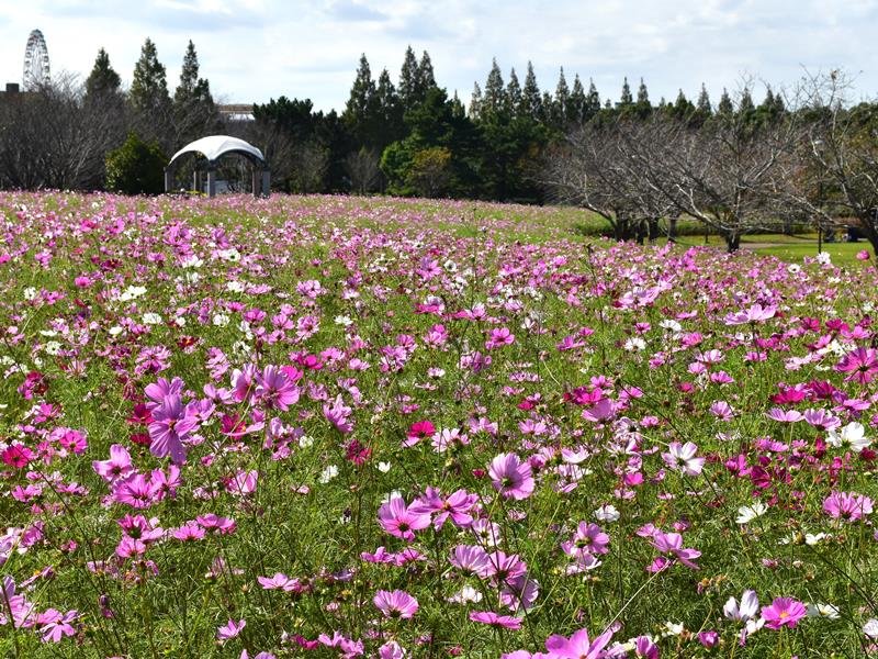 待ちかねた秋の風景　佐倉でコスモス見頃　印西でも鮮やかに