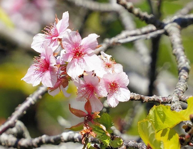 季節外れの開花をした桜＝２４日、いすみ市