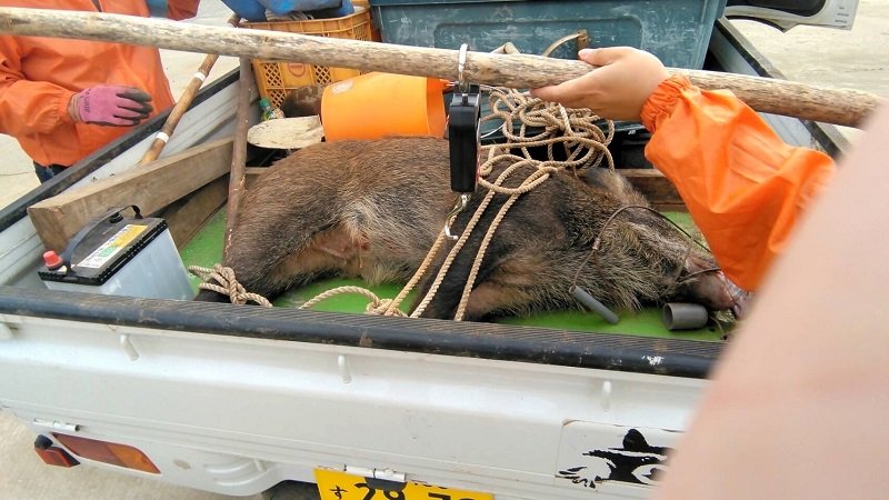 千葉市中心部に出没し、捕獲されたイノシシ（同市環境保全課提供）
