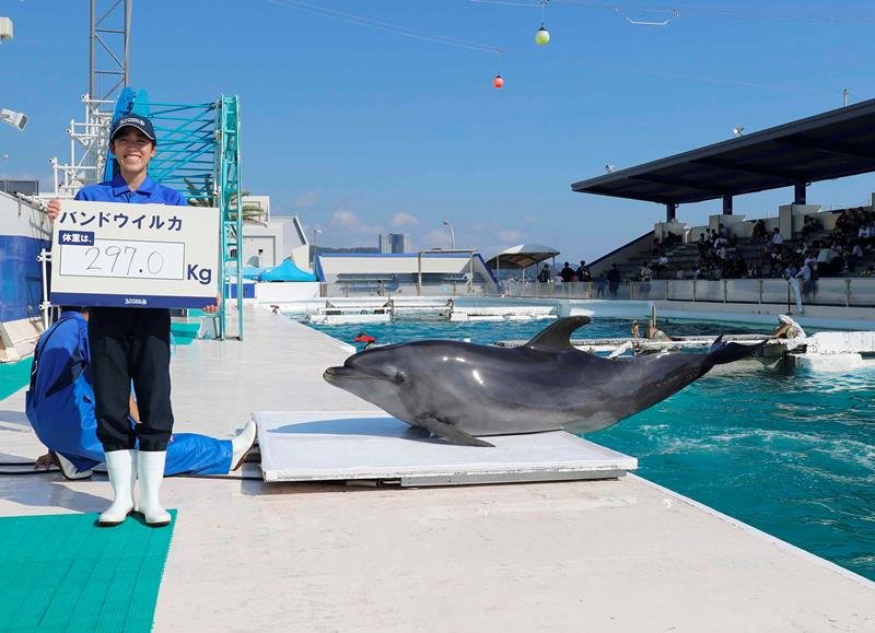セイウチ「リク」何キロ？　鴨川シーワールド　動物たち体重測定