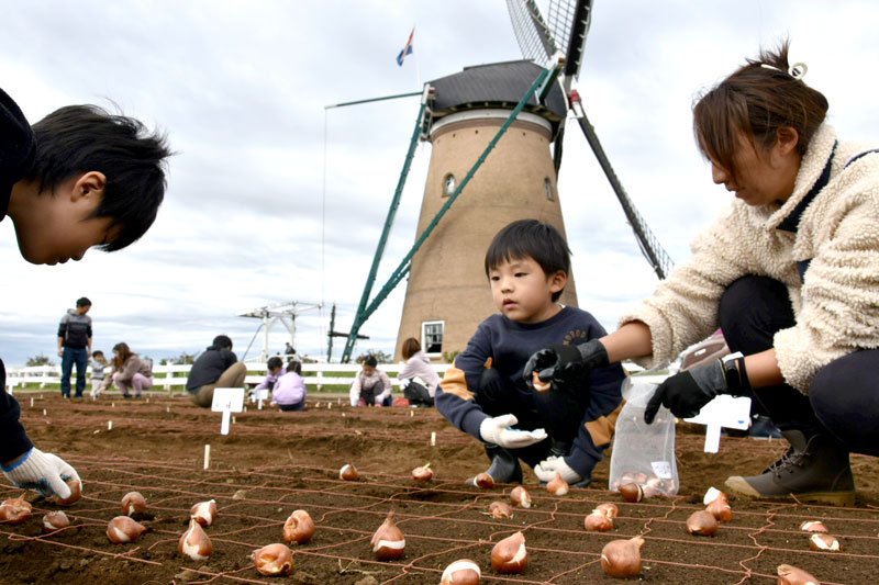 風車の前に広がる畑にチューリップの球根を植える子どもたち＝佐倉市臼井田