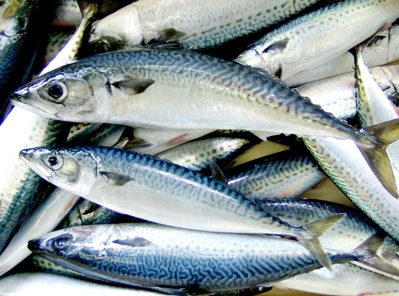 県がプロモーションに本腰を入れる「千葉の寒鯖」＝県提供