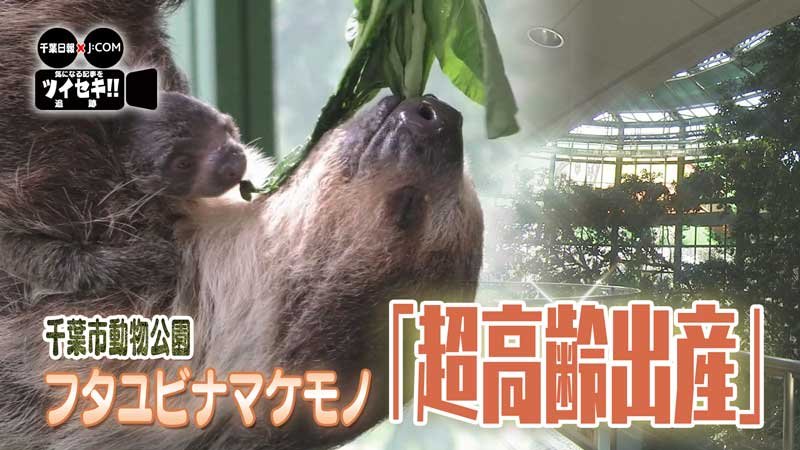 気になるあの記事を「ツイセキ！！」