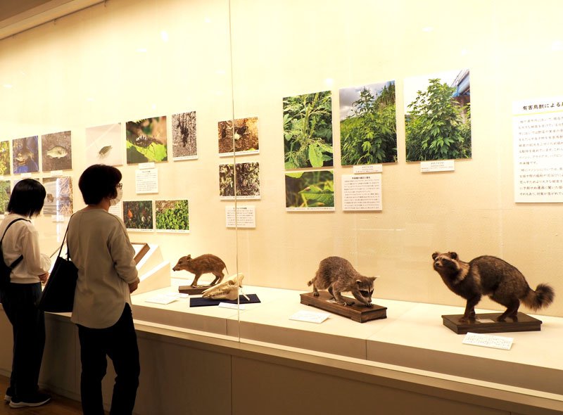 写真や標本で外来種の現状に迫る企画展「袖ケ浦の外来種」＝袖ケ浦市

