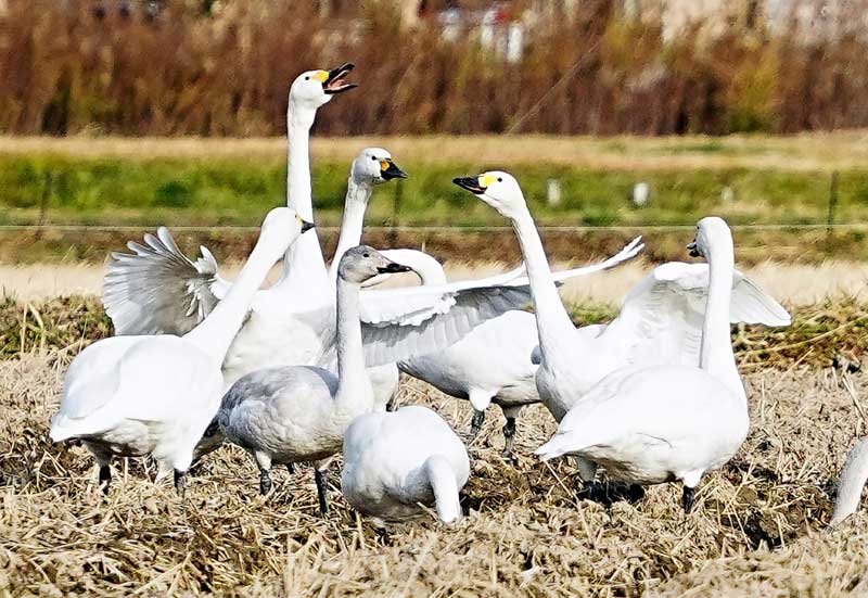 冬の使者、コハクチョウ飛来　いすみの田んぼで餌探し