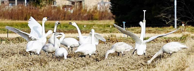 田んぼで餌を探すコハクチョウ＝１８日、いすみ市山田