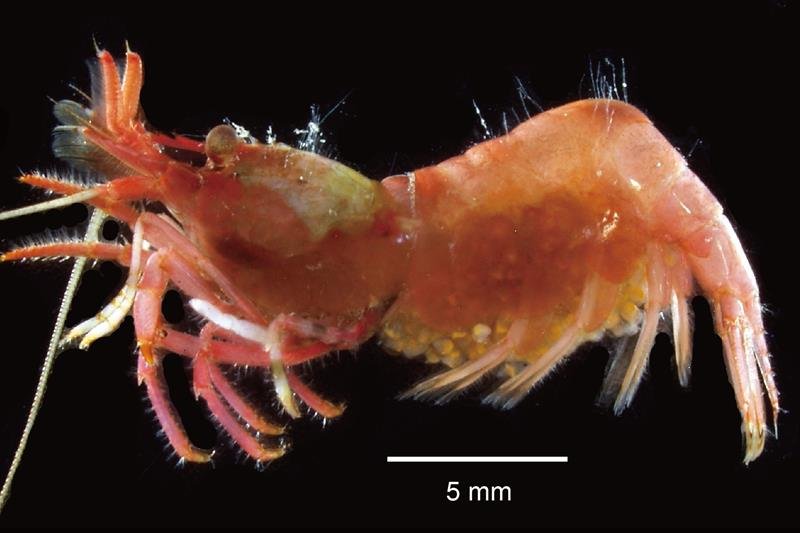 ボウソウトゲツノモエビの抱卵した雌（県立中央博物館提供）