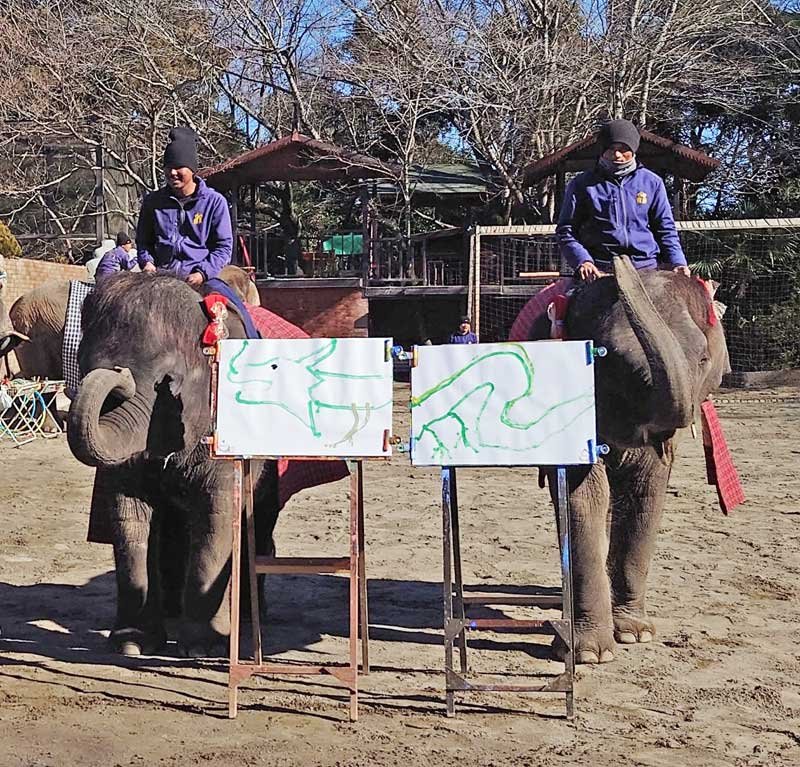 新年祝い「辰」描く　アジアゾウ４姉妹、書き初めや絵描きに挑戦　市原ぞうの国