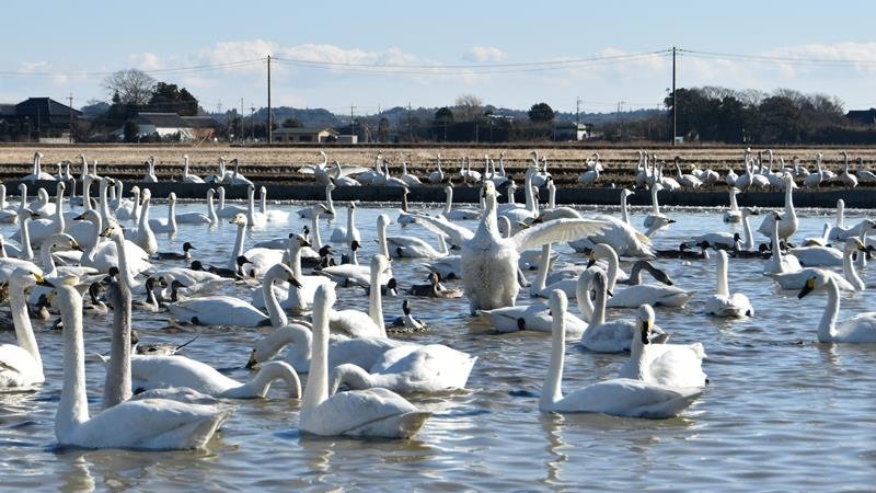 約１０００羽のハクチョウが飛来している「白鳥の郷」＝２９日、印西市笠神