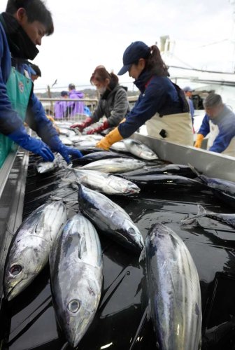 勝浦漁港に今年初めて水揚げされたカツオ＝９日朝、勝浦市