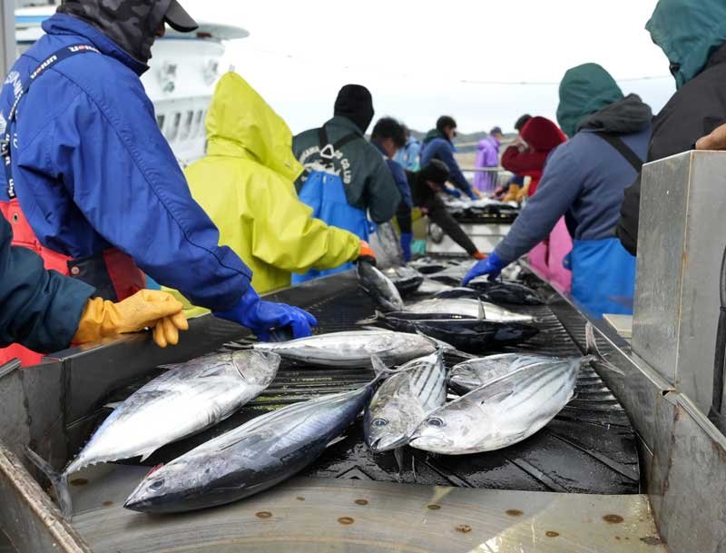 春告げる初ガツオ、勝浦に一番船　３１トン水揚げ