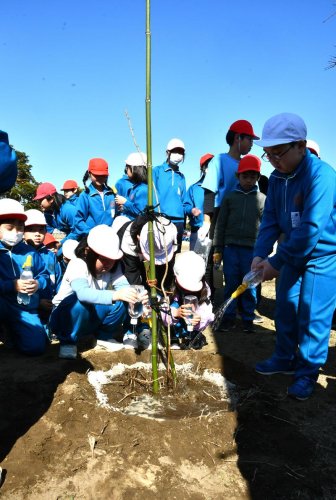 桜の成長を願い、丁寧に植樹する児童＝１４日、香取市立小見川中央小学校
