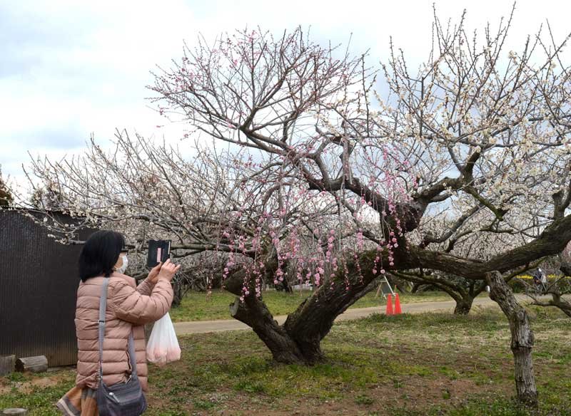 千葉県内最大級１０００本　「梅まつり」始まる　横芝光・坂田城跡　ブースでは梅干しや梅酒も