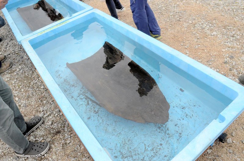 圏央道工事に伴う高谷川低地遺跡の発掘調査で出土した丸木舟＝横芝光町
