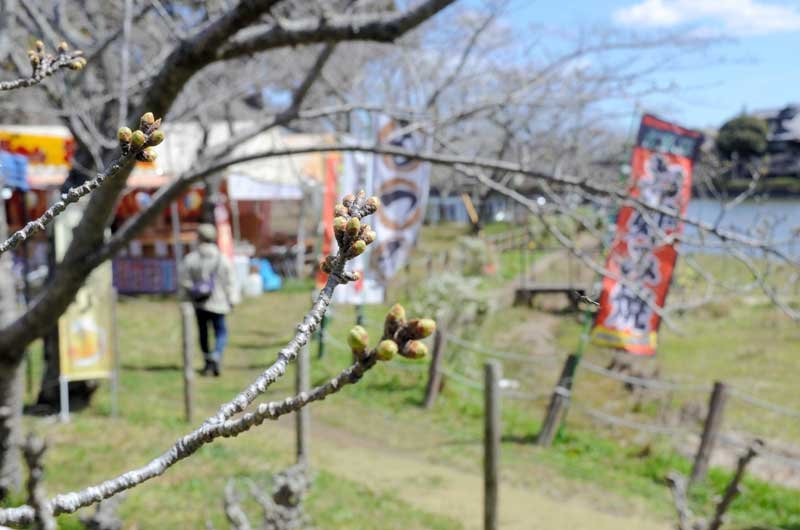 桜咲かず、漏れるため息　千葉県内ようやく開花の兆し　満開は４月上旬か