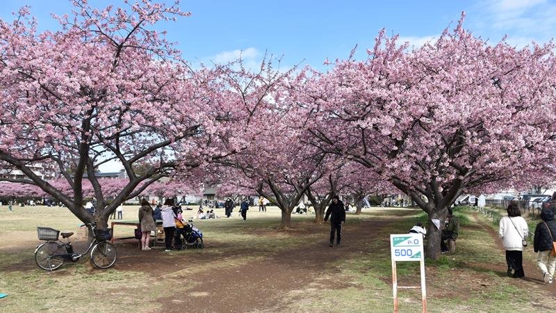西志津スポーツ等多目的広場で咲き誇る河津桜８０本＝２日、佐倉市
