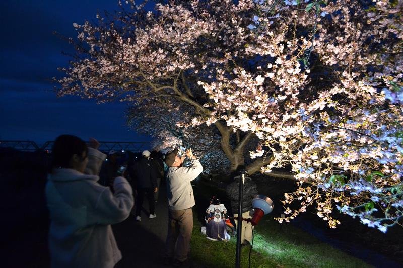 ライトアップされた桜を楽しむ人たち＝２日、八千代市

