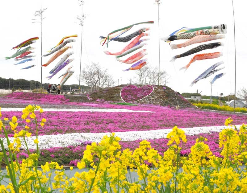 来場者を楽しませる白とピンク色の咲き始めたシバザクラ＝５日、東庄町の東庄ふれあいセンター