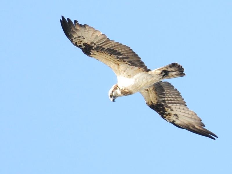 ミサゴ　タカ目ミサゴ科　全長オス５４センチ、メス６４センチ。北半球全域とオーストラリア沿岸部で繁殖し、アフリカや南アメリカへ越冬に渡る。日本では全国に分布。北日本で繁殖するミサゴは南に渡り越冬。英名でオスプレイ、米軍用機の名前の由来。県選定重要保護生物＝２０１０年１１月３日
