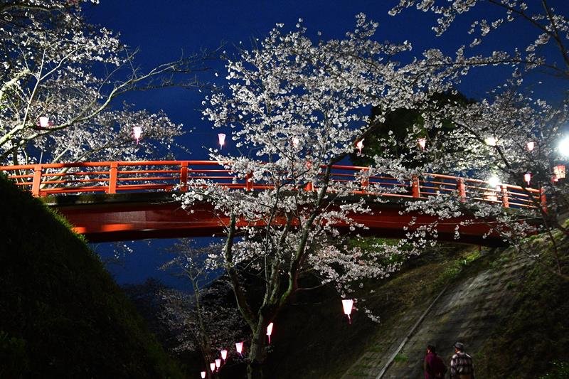 見頃を迎えた小見川城山公園の桜＝４日夜、香取市
