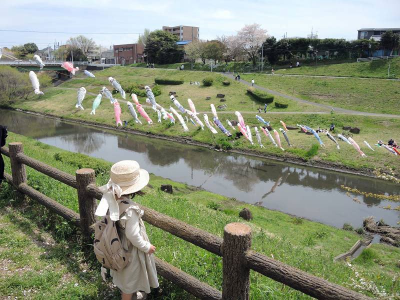利根運河にこいのぼり１００匹　桜並木背に悠々泳ぐ　流山、市民ら揚げる　理科大生も一肌