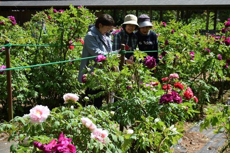 色鮮やか、ボタン５００株　匝瑳・飯高寺で見頃