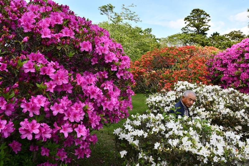 色とりどりのツツジが来園者を楽しませている＝東庄町の雲井岬つつじ公園

