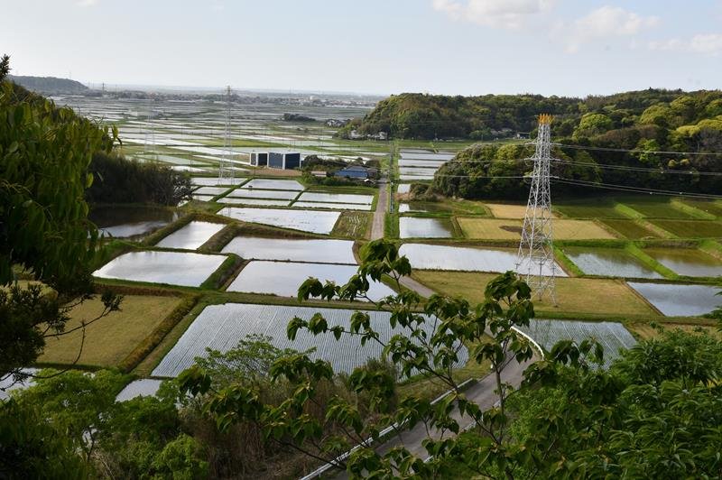 ツツジの花に囲まれて　東庄・雲井岬　田園見渡せるスポットも