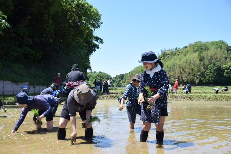 青空の下で和気あいあいと田植えを進める参加者＝旭市
