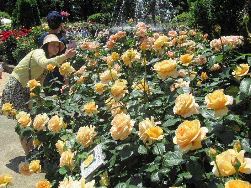 バラを楽しむ人たちでにぎわう里見公園＝市川市
