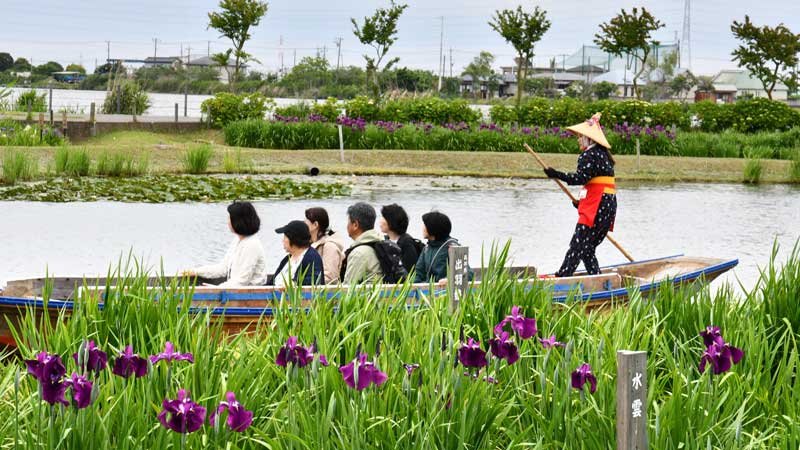 初夏の訪れを告げる恒例イベント「あやめ祭り」が開幕した水郷佐原あやめパーク。涼しげに咲き誇るハナショウブが６月上旬にかけて見頃を迎える＝２５日、香取市