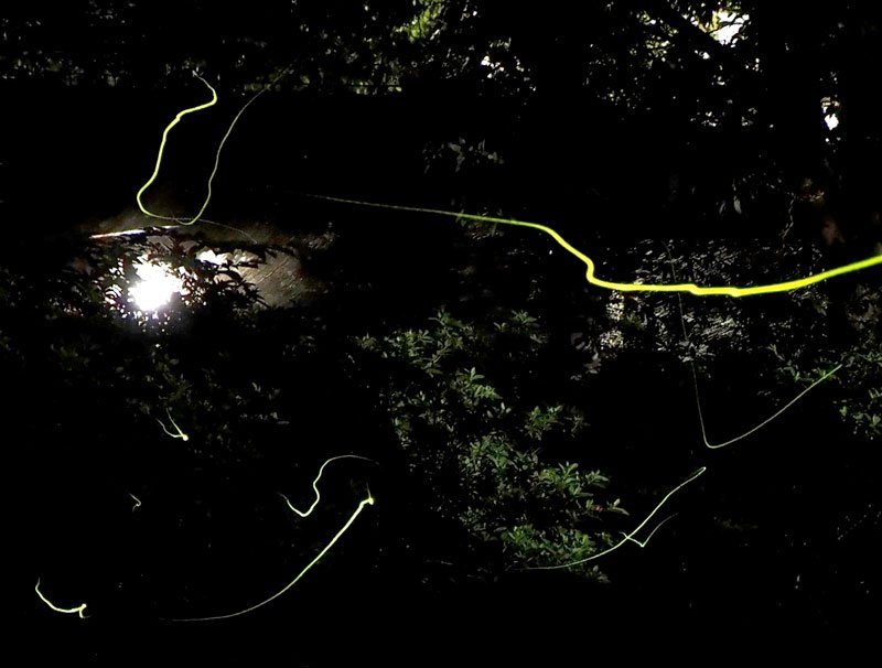 公園内の水路に沿って飛び交うホタルの光跡＝２１日夜、君津市
