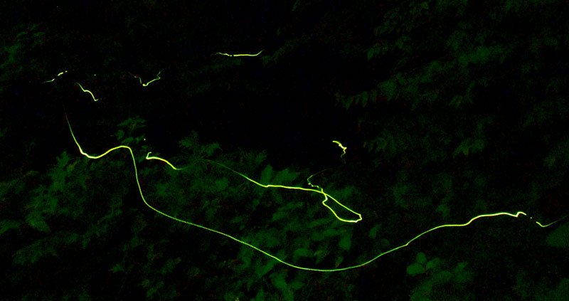 幻想的に舞うホタルの光跡＝８日夜、長南町
