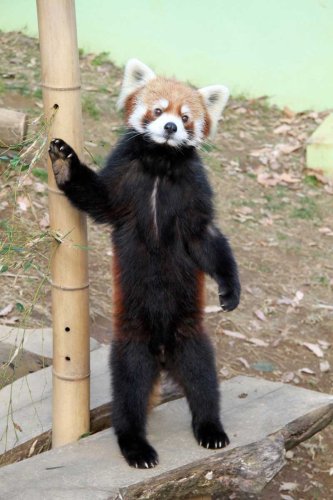 レッサーパンダ風太、５日で２１歳に　国内最高齢、人間なら８０歳超　千葉市動物公園