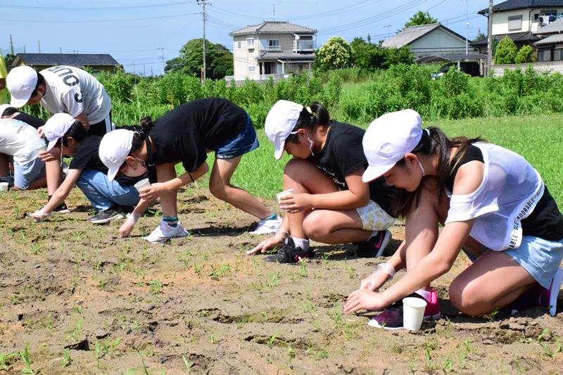 ヒマワリの種を植える子どもたち＝白子町
