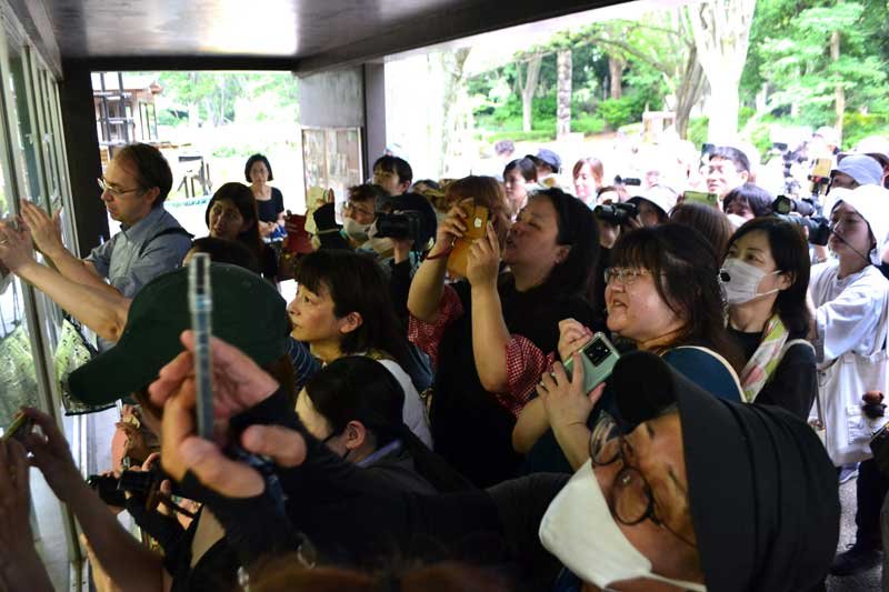 【動画あり】ハッピーバースデー風太！　２１歳に、立ち姿愛されたレッサーパンダ　バースデーケーキならぬリンゴや煮た芋でご機嫌　国内最高齢、ファンも歓喜　千葉市動物公園