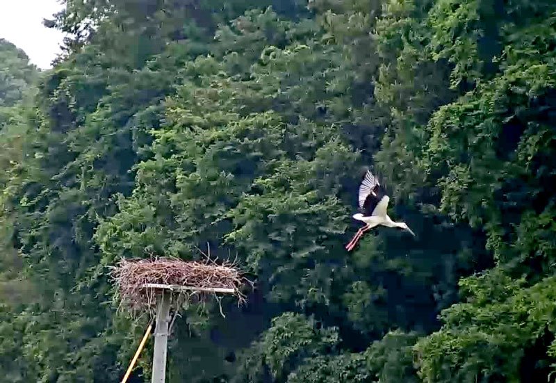 巣から飛び立った「だん」＝３日、野田市（市提供）
