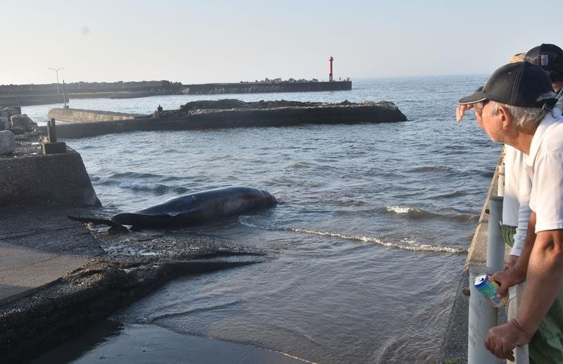 ツチクジラ初水揚げ　体長８・６１メートル、地域住民ら解体作業見守る　南房総・和田漁港