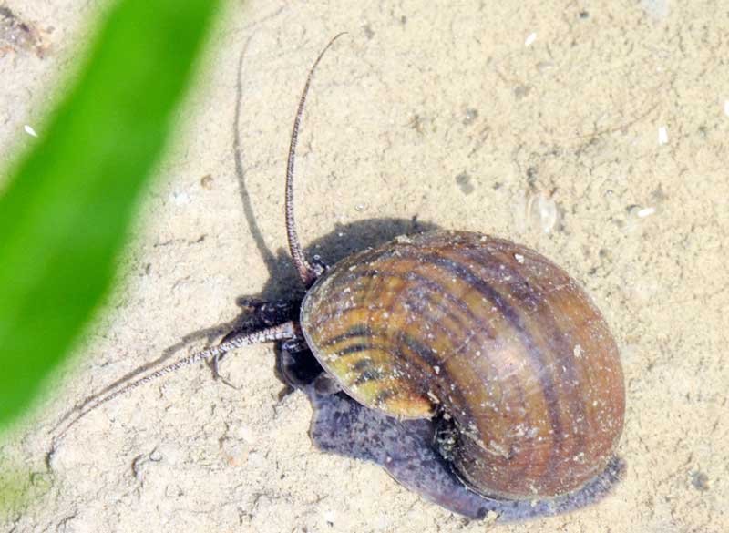 西湖営農組合が管理する水田で見つかったジャンボタニシ