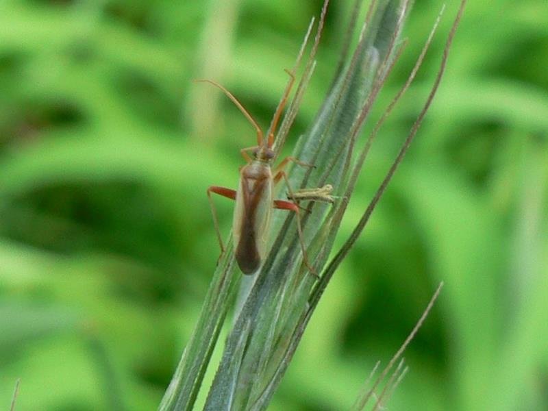 もみの汁を吸い米の品質を低下させる斑点米カメムシ類（千葉県農林総合研究センター提供）
