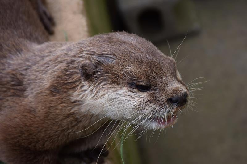 雌のコツメカワウソの「ミモ」（アロハガーデンたてやま提供）
