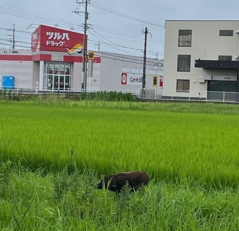 店舗近くの水田に出没したイノシシ＝７月１７日、茂原市六ツ野（市農政課提供）
