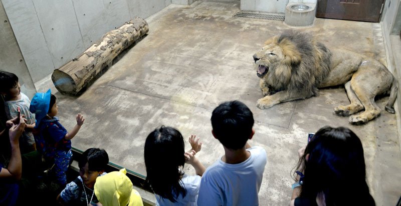 ガラス展示場内で、来園者を威嚇するように吠えるライオン＝１０日、千葉市動物公園