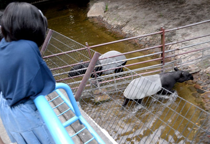 昼間と違う姿でお出迎え　千葉市動物公園　夕暮れ開園　ライトアップ　１７、１８日も開催