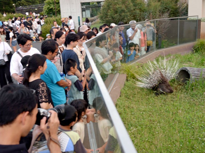 昼間と違う姿でお出迎え　千葉市動物公園　夕暮れ開園　ライトアップ　１７、１８日も開催