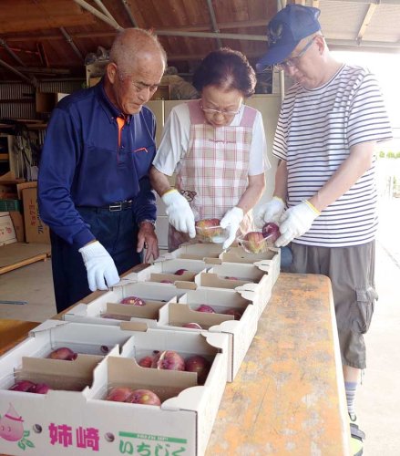 「姉崎いちじく」を箱詰めする相川さん一家＝１５日、市原市姉崎