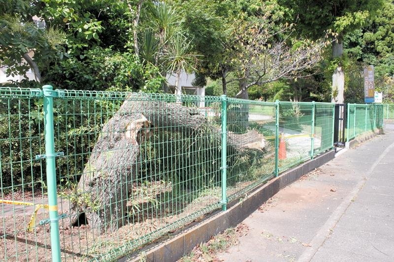 旭市立古城小学校敷地内で確認された台風による倒木＝１７日、旭市